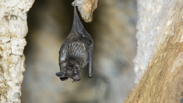 Sebas-short-tailed-bats.png 