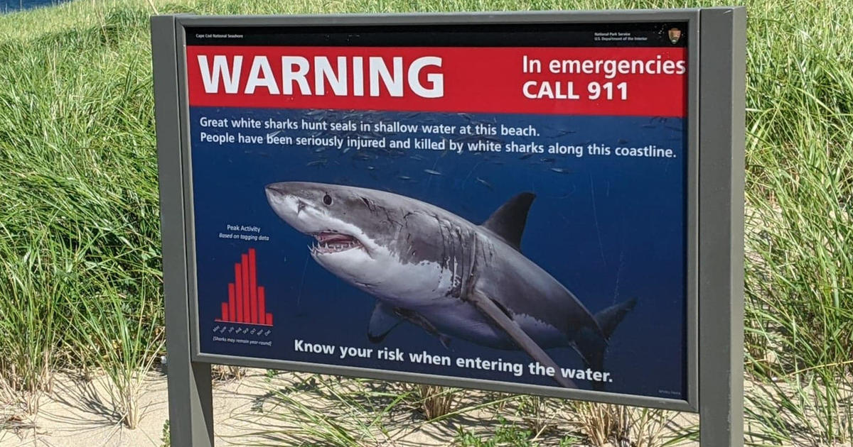 OC Shark Sightings & Attacks 2023