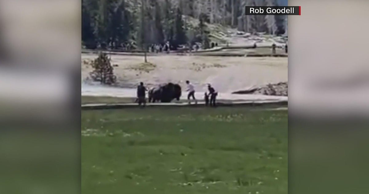 Colorado man gored by bison in Yellowstone National Park CBS Colorado