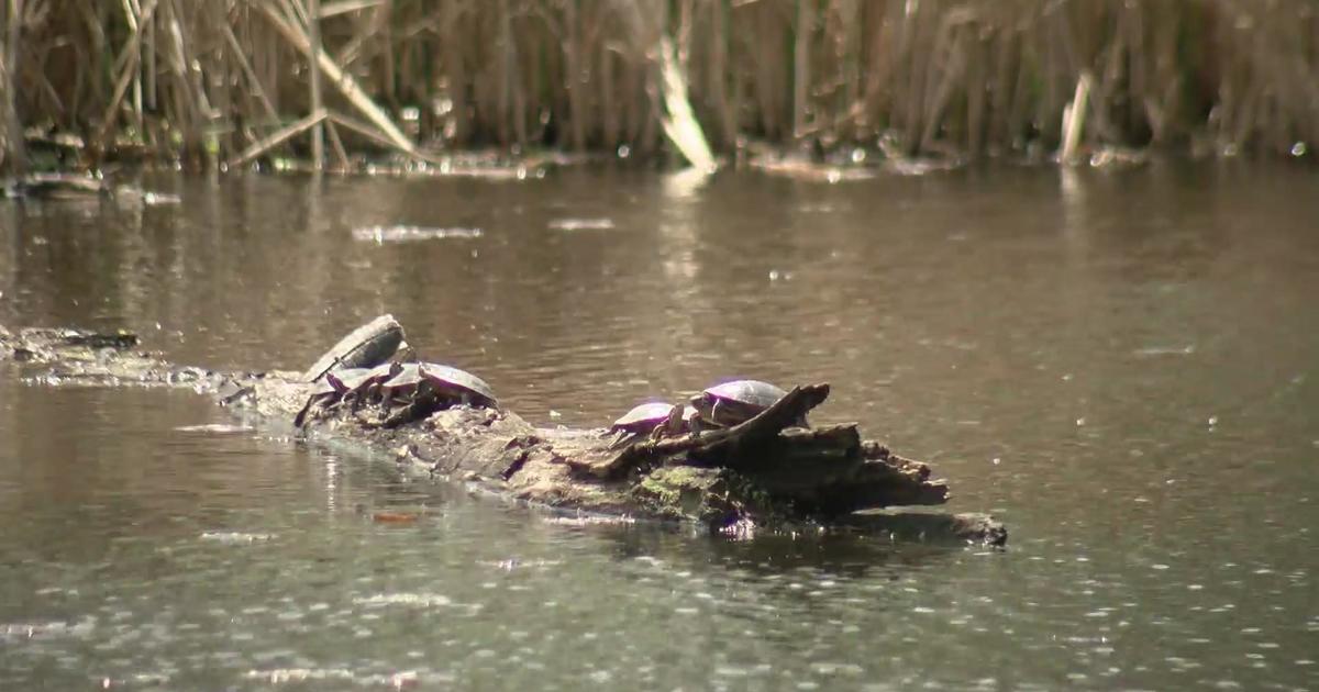 Minneapolis working to protect nesting turtles - CBS Minnesota