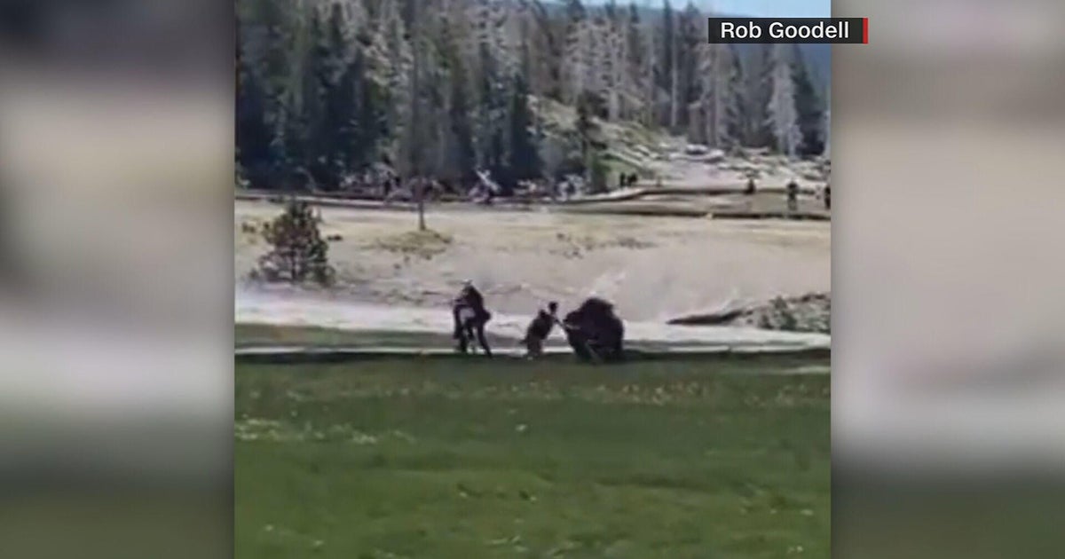 Colorado man gored by bison in Yellowstone National Park CBS Colorado