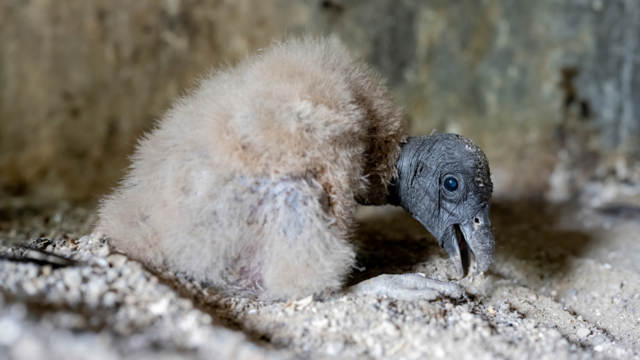 kdka-andean-condor-chick.png 