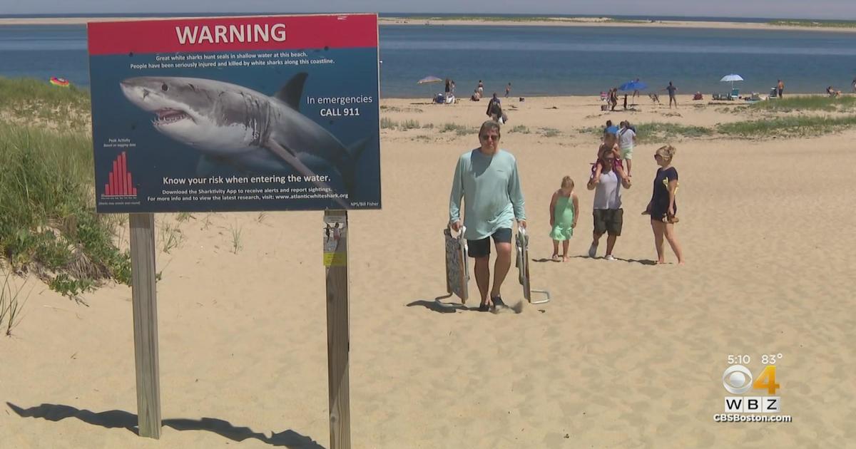 Want to see great white sharks? Consider Cape Cod.