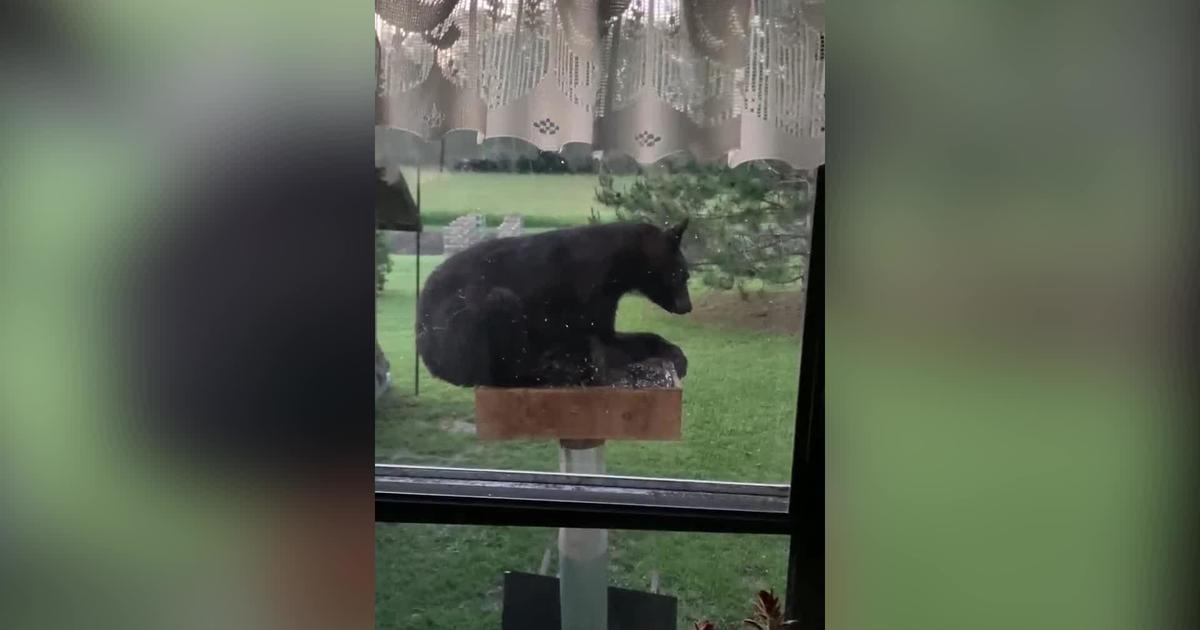 bear hanging from bird feeder