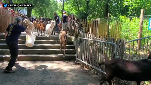Goats run down a staircase toward a park 