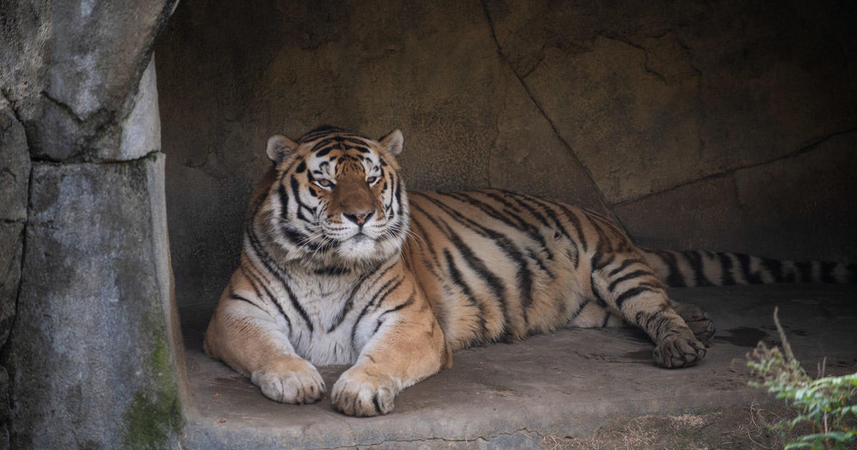 Tiger dies after contracting COVID at Ohio zoo