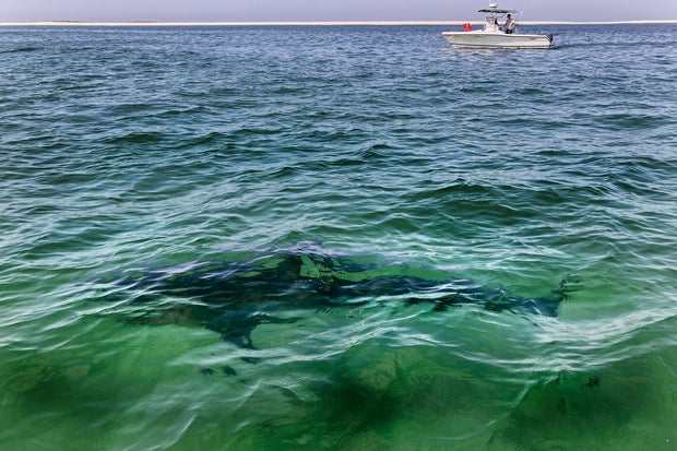 Great White Sharks Massachusetts 