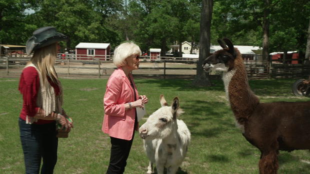 donkey-llama-stahl-and-zaleski.jpg 