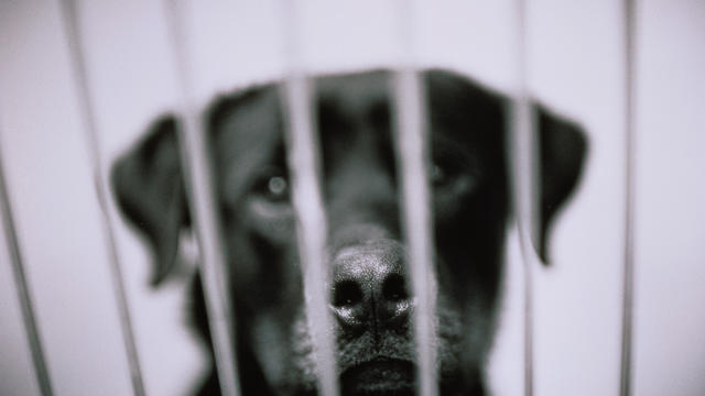 Black Labrador in Cage 