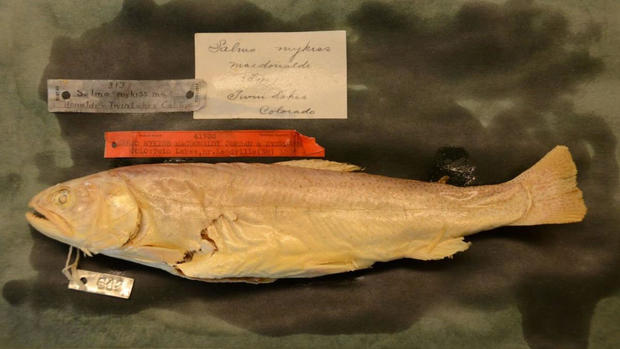 yellowfin-trout-2-smithsonian-speciman-from-cpw-copy.jpg 