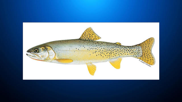 yellowfin-trout.jpg 