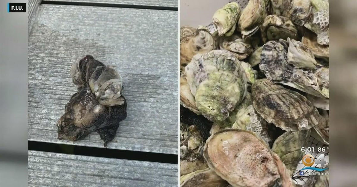 Scientists sample 156 Florida oysters, find dangerous "forever