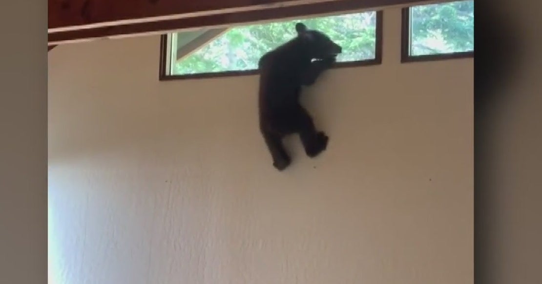 Tahoe City sees surge of bear break-ins ahead of hibernation – CBS News