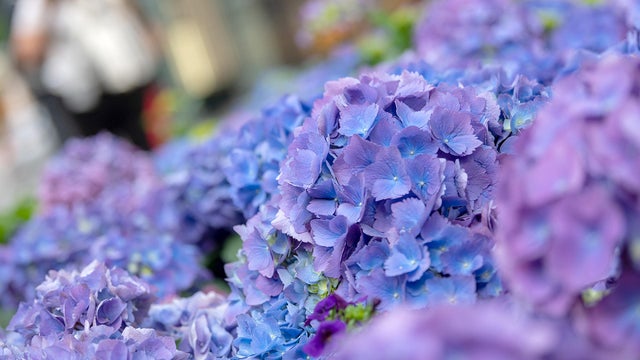 hydrangeas 