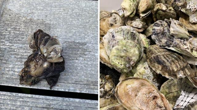 oysters2.jpg 