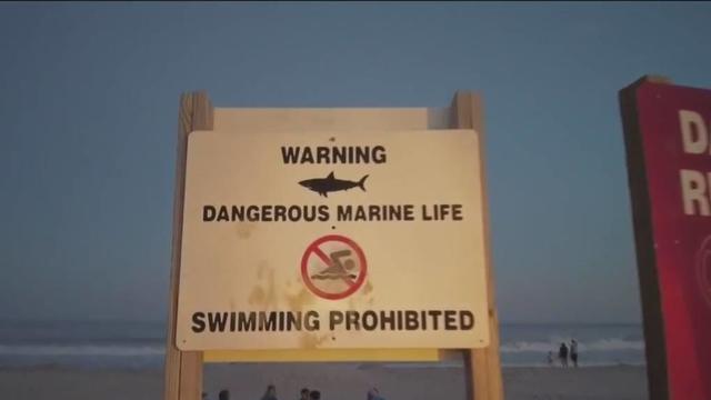 shark-warning-sign-beach.jpg 