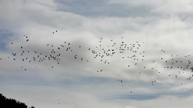 Flock of birds 3 