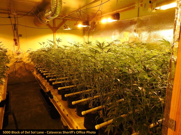 ILLEGAL MARIJUANA BUST - CALAVERAS CO SHERIFF 