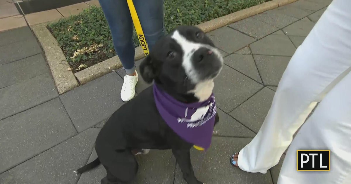 Pet of the Week Jordan CBS Pittsburgh