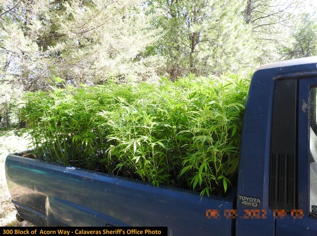 ILLEGAL MARIJUANA BUST 9 - CALAVERAS CO SHERIFF 