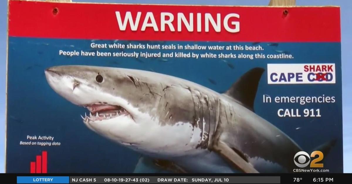 A rise in reported shark attacks has beachgoers and officials concerned.  Here's what to know. - CBS News