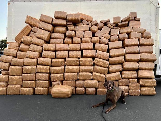 Police dog kneels in front of a large pile of brown bags allegedly containing methamphetamine 