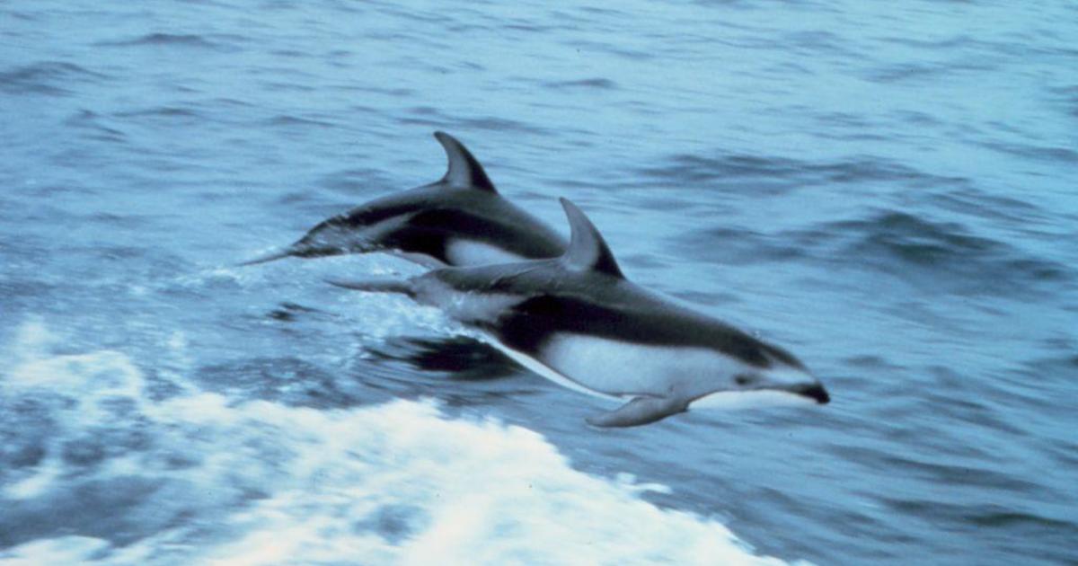 Faeroe Islands limits controversial dolphin hunt quota to 500 after huge 2021 kill