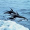 Faeroe Islands limits controversial dolphin hunt quota to 500