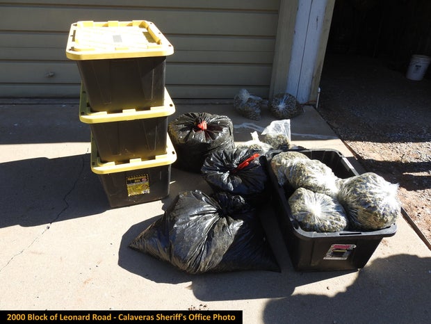 ILLEGAL MARIJUANA BUST 5- CALAVERAS CO SHERIFF 