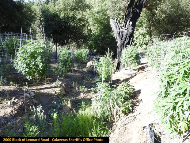 ILLEGAL MARIJUANA BUST 4 - CALAVERAS CO SHERIFF 