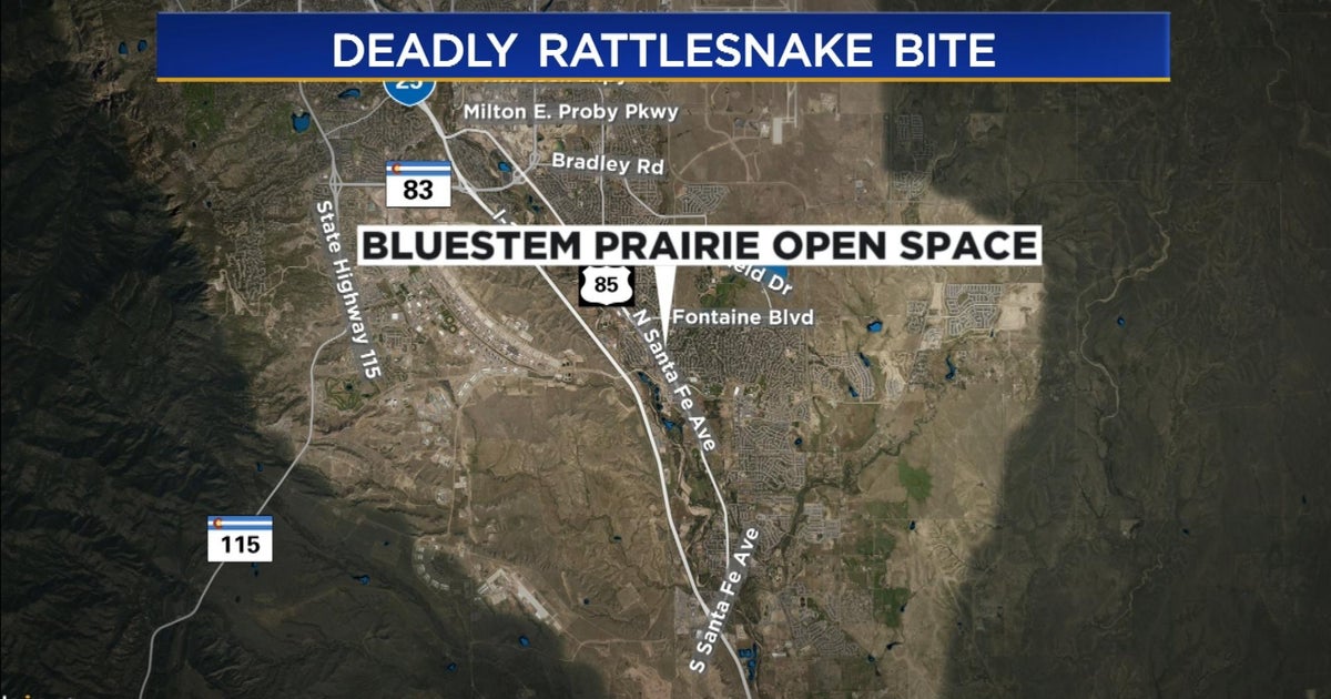 6yearold boy dies after rattlesnake bite in El Paso County CBS Colorado