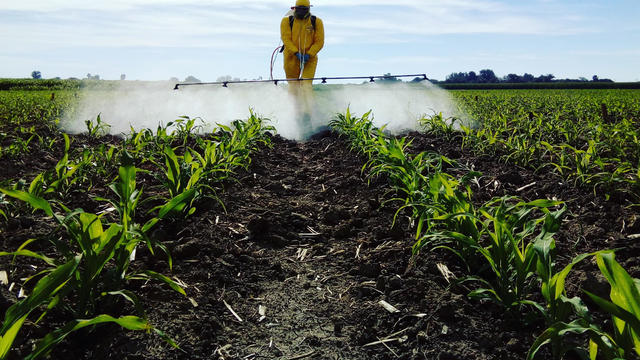 Man Spraying Pesticides While Standing In Farm 