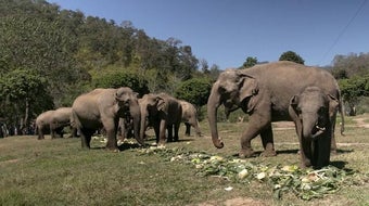 Thailand's oldest elephant sanctuary reopens 