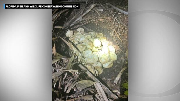 python-nest-with-74-hatched-eggs.jpg 