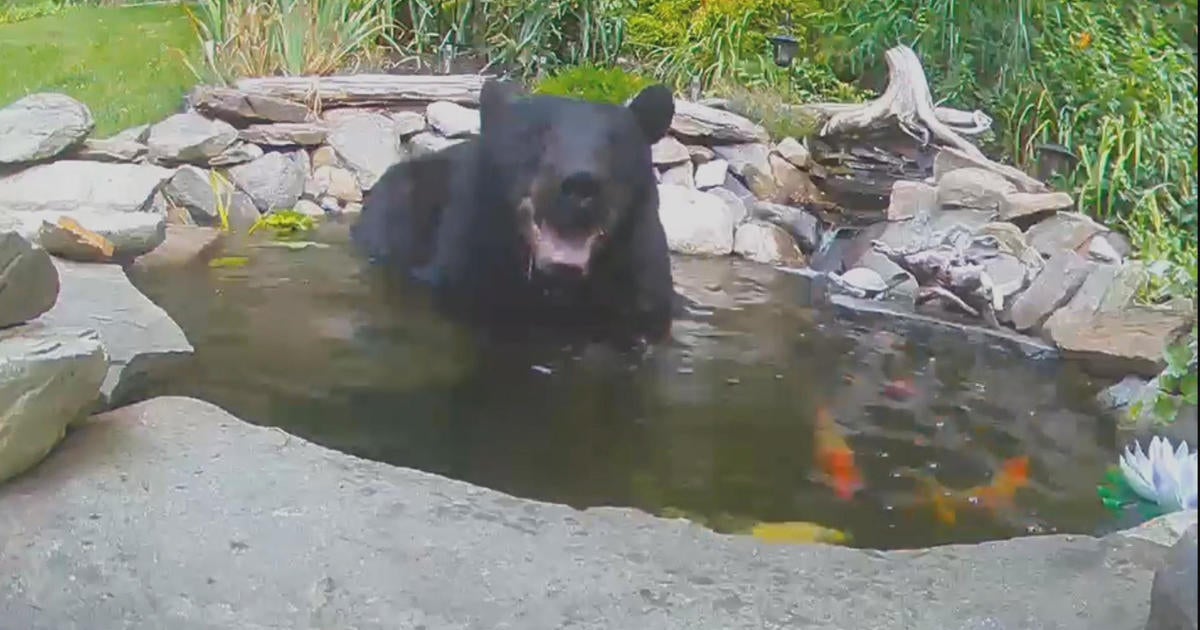 Bear cools off in Pepperell koi pond - CBS Boston