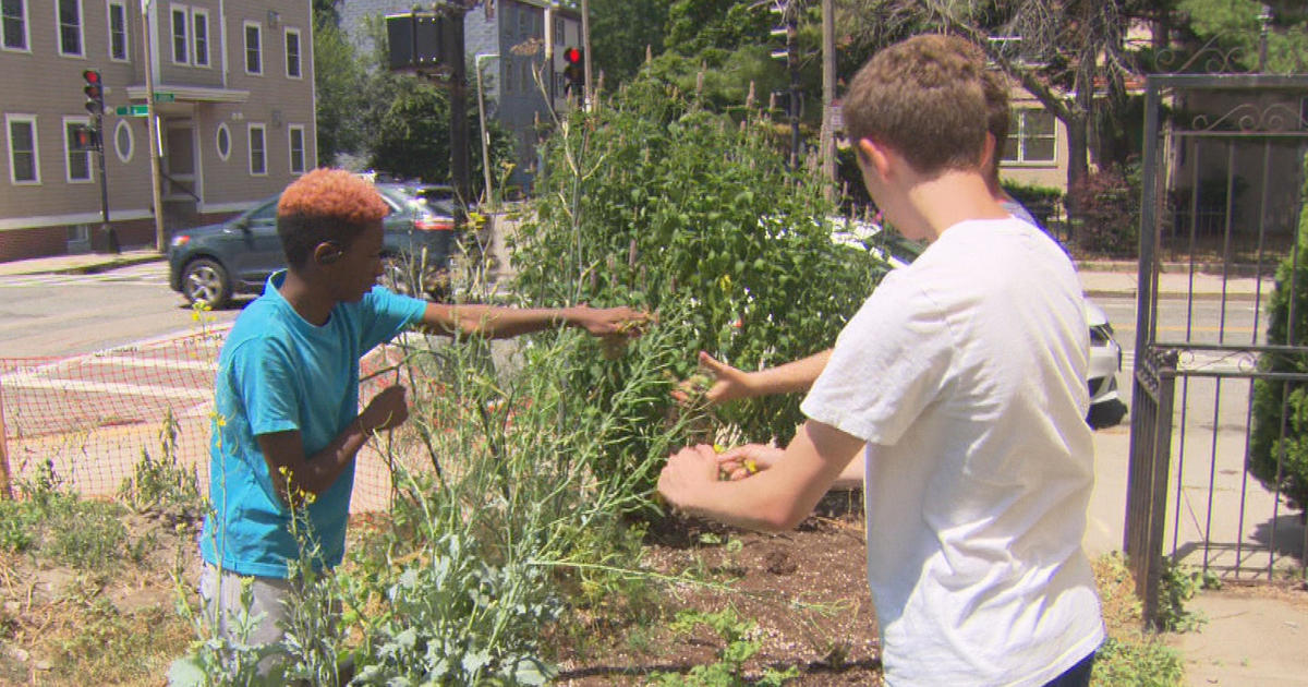 South Boston organization transforming corner into community garden, green space