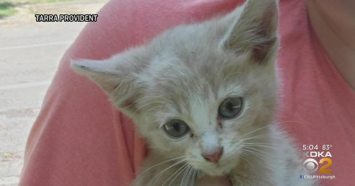 Stray kitten fatally shot in Robinson Township - CBS Pittsburgh