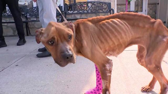 A mixed breed dog with visible ribs, sores on her front left leg,  and a pink cast on her front right leg 