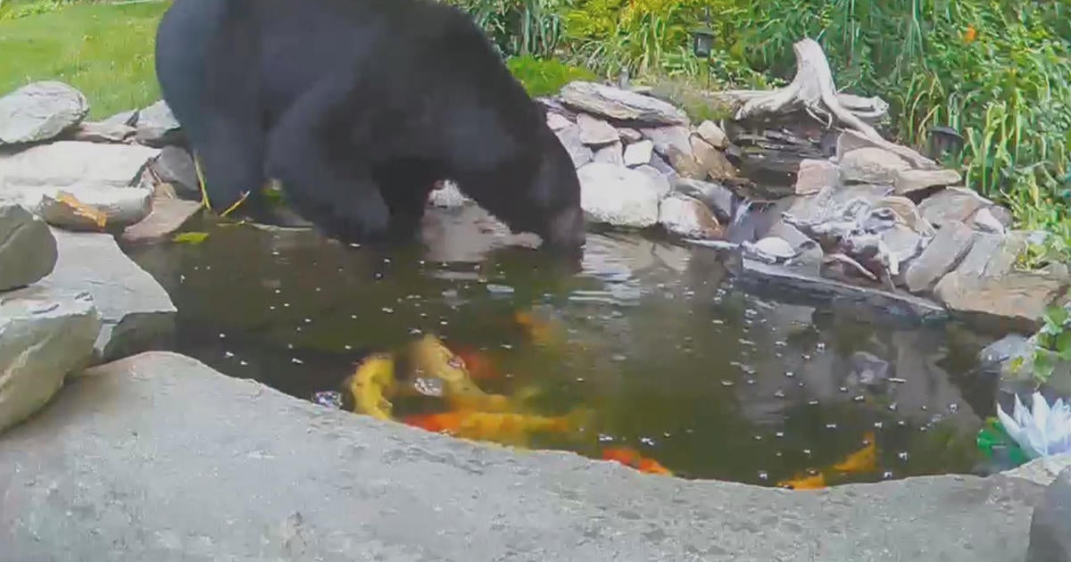 VIDEO: Bear cools off in Pepperell koi pond - CBS Boston