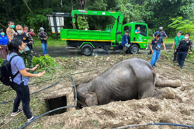 Elephant and calf saved in rescue from manhole in Thailand 