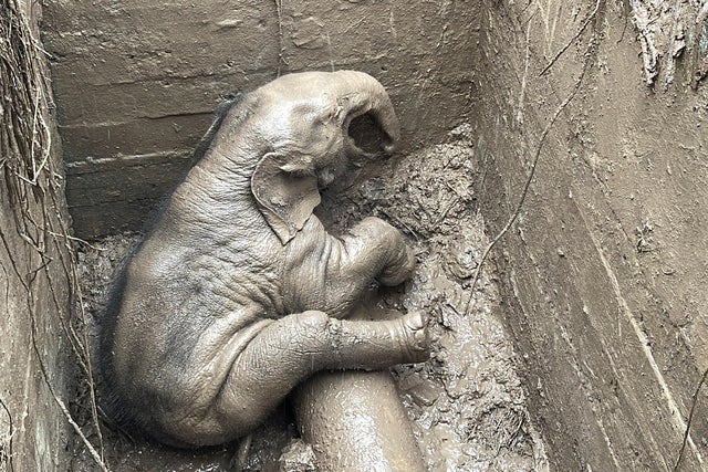 Elephant and calf saved in rescue from manhole in Thailand 