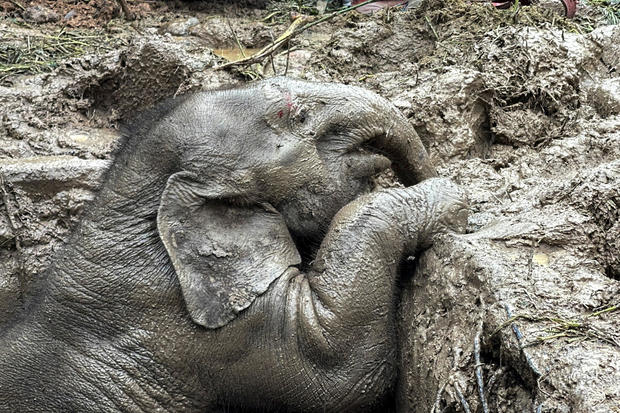 Baby elephant pulled from manhole in dramatic rescue in Thailand