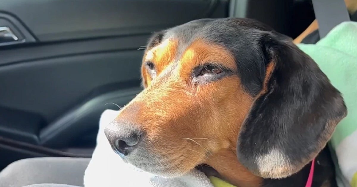 Dog Rescued After Being Thrown From Car In Genesee County - CBS Detroit
