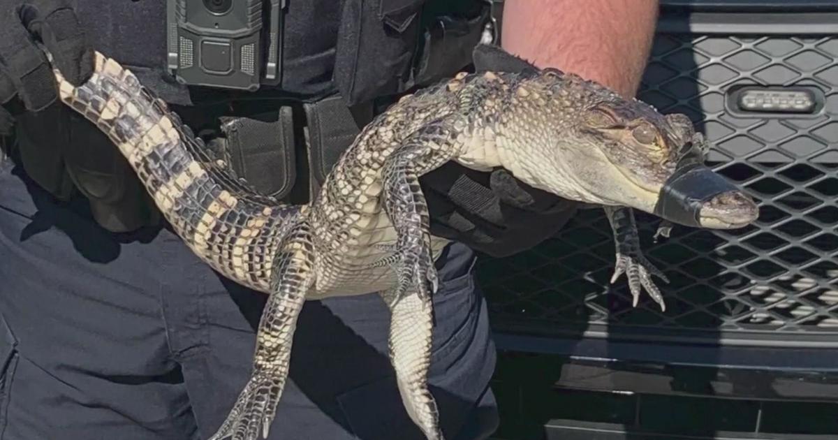 Another Alligator Found Just Ambling Around In Wisconsin Cbs Minnesota