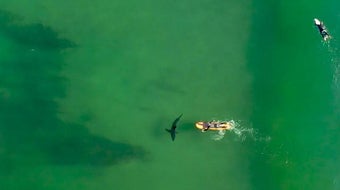What makes people so afraid of sharks? "Jaws," some scientists say 