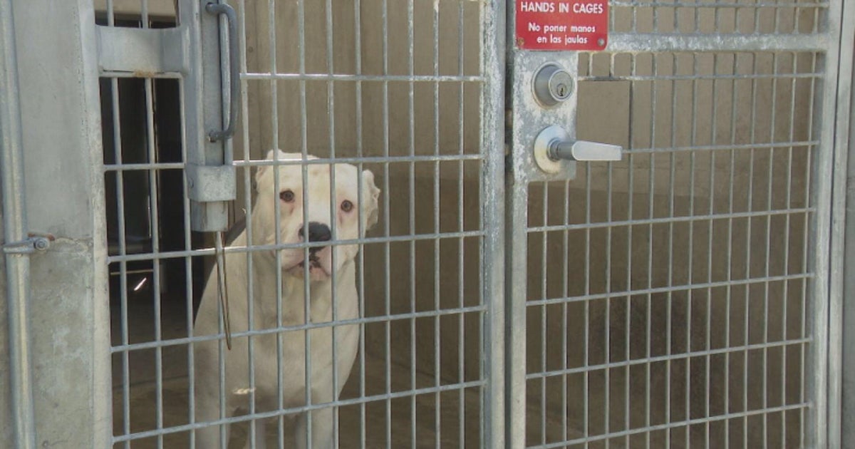 dog in shelter