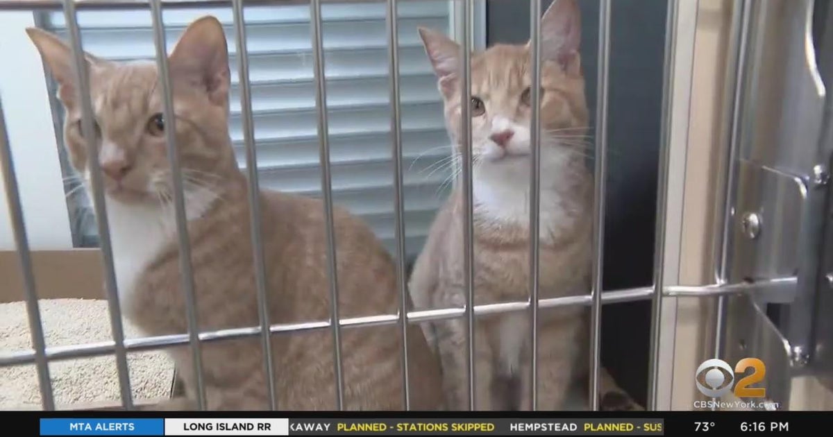 NYC animal care shelters seeing more surrendered pets than usual CBS