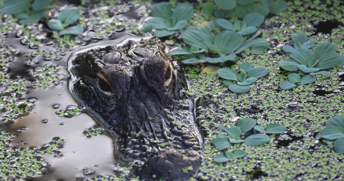 Florida’s annual alligator hunt is underway