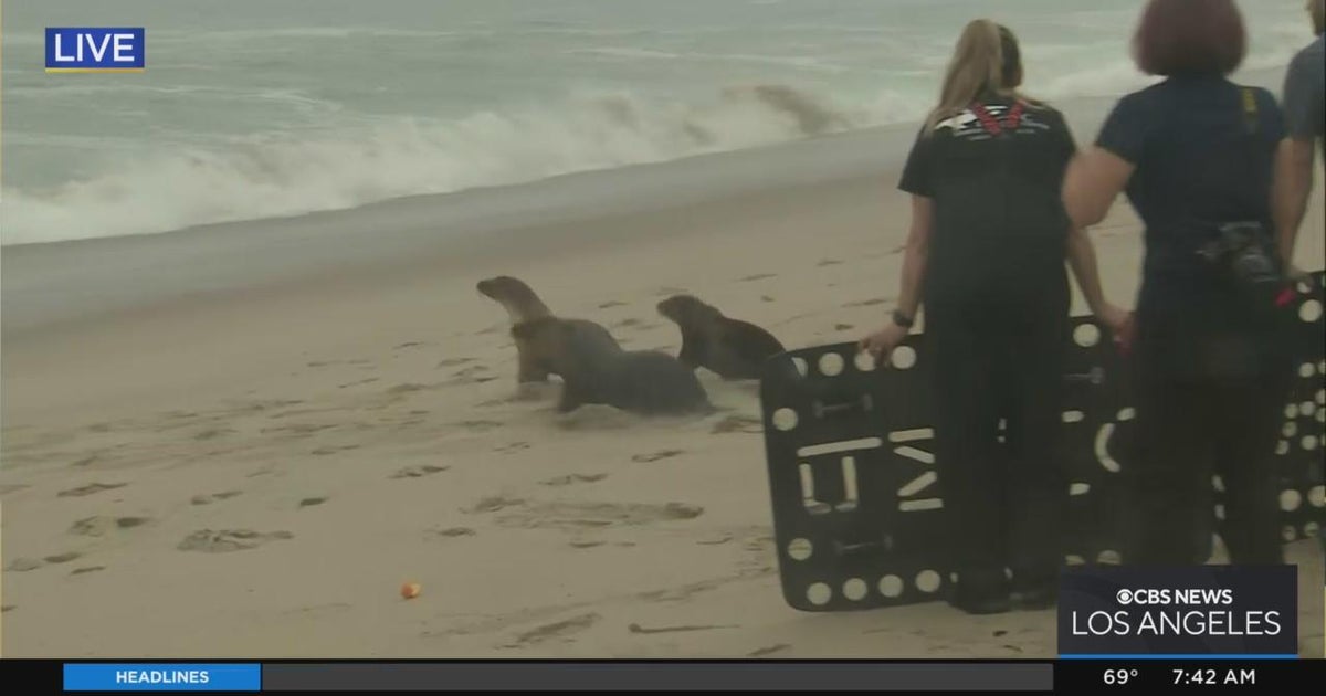 Group of rescued sea lions released into ocean in Laguna Beach CBS