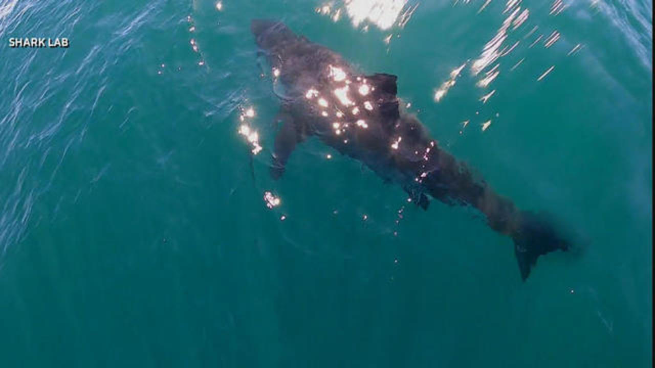 Shark Attack File Hawaii